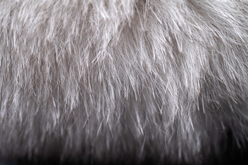 White and gray natural fur texture for background macro photo.