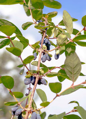 honeysuckle berries high branch