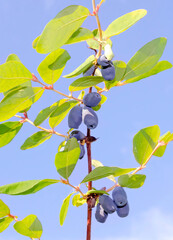 honeysuckle berries vertical sky