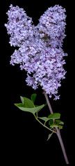lilac two buds purple isolated