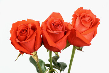 Three scarlet roses on white background