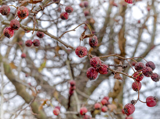 hawthorn berries close-up