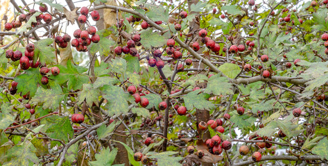 hawthorn berries green leaves