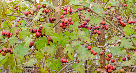 hawthorn berries leaves panorama