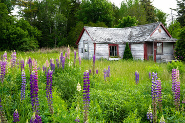 Deserted shack amidst lupine in Maine