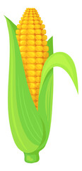 Corn cob in green leaves. Cartoon maize crop