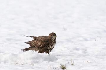 The Buzzard (Buteo buteo)