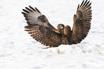The Buzzard (Buteo buteo)