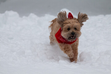  Fun in the snow
