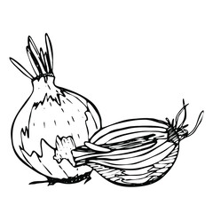 Onion. Hand drawing