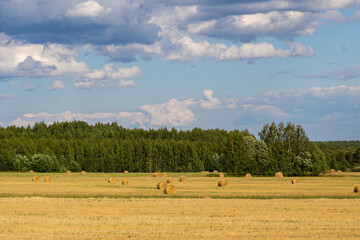 Fototapeta na wymiar Yellow bales of cut hay in a field on a clear day. Preparation of feed for livestock.
