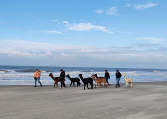 Eine Karawane mit Alpakas wird am Strand gefilmt