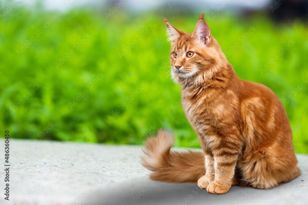 Canvas Prints Cute young cat walking outside in the grass