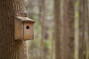 Wooden Bird House in Deciduous Forest Habitat