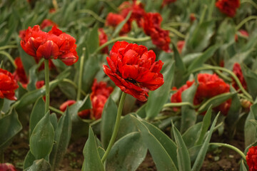 Fototapeta premium Red tulips in a city flower bed. City landscape with beautiful flowers. Flowers on the street.