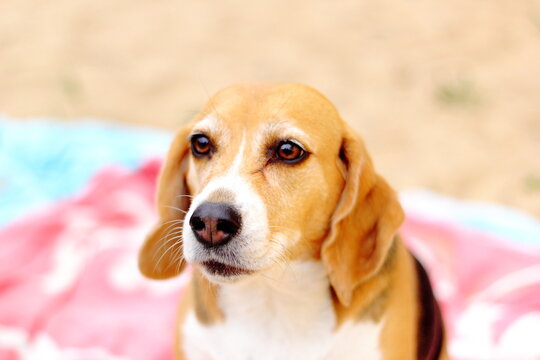 retrato de perrita beagle
