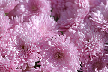  Pink Chrysanthemums in the autumn garden. Background of many small flowers of Chrysanthemum. Beautiful pin autumn flower background. Chrysanthemums Flowers blooming in garden at spring day.