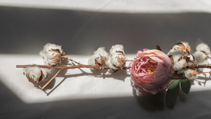 camelia, love