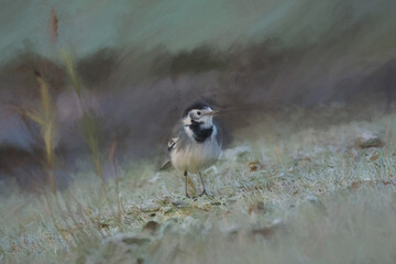 Digital painting of an adult Pied Wagtail, Motacilla Alba Yarrellii on frozen grassland.