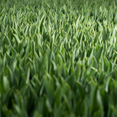 flowers in the development stage, green tulips,