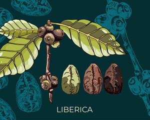 liberica variety dark background_view of coffee beans, liberica variety, plant flowers, beans, berries, grains, hand drawing, colorful detailed natural design dark background