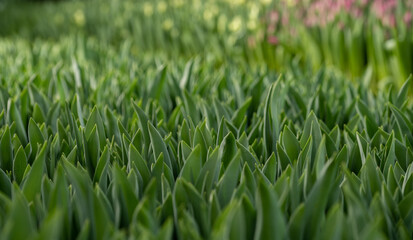 flowers in the development stage, green tulips,