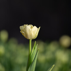 Fototapeta premium yellow tulip on black background