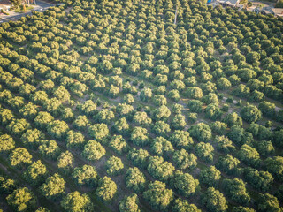 Aerial view over orange grove