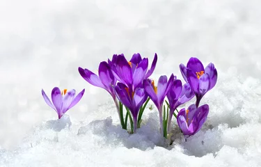 Fotobehang Spring snowdrops flowers violet crocuses ( Crocus heuffelianus ) in snow with space for text © Anastasiia Malinich