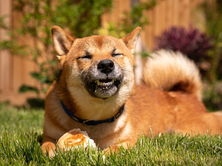 Shiba Inu dog eating bread roll in sunny garden