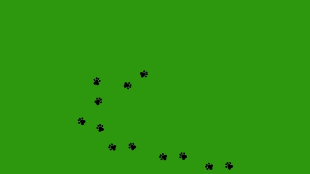 Loop animation of the black silhouette of animal paw prints, on a green chroma key background

