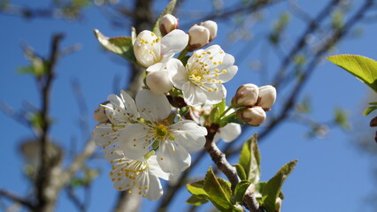 Kirschblüten im Frühling
