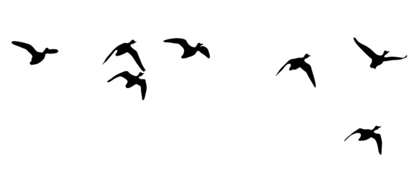 Fototapeta na wymiar Bird silhouette. Duck silhouette. Bird isolated illustration.