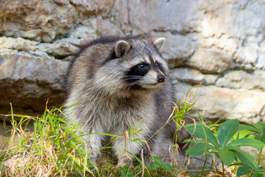 Raccoon in the caucasus mountains. Known for its intelligence and cute looking, raccoons are invasive alien species for Europe and Caucasus, and are destroing local fauna