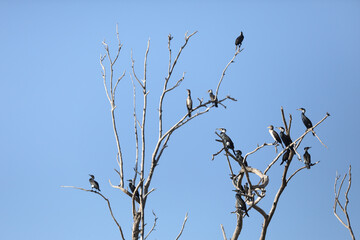 Three black shags (cormorants) silhouettes fly away in the sky High quality photo