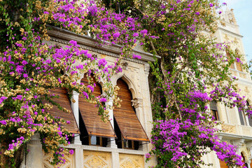 gorgeous ancient long mediterranean windows with wooden shutters and a creeper plant with pink...