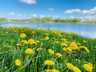 Obraz premium field of dandelions