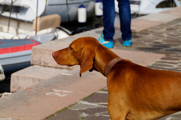 a beautiful Rhodesian Ridgeback dog