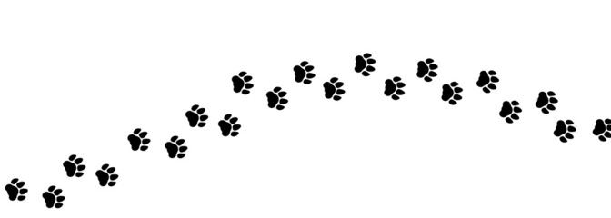 Set of tiger or cat footprints. Paw prints. A line of footprints. Vector template. Illustration isolated on white background. © graphic_arts