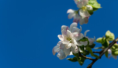 Blossoming very old apple tree against the blue spring sky. Close-up white apple flowers. Selective focus. Nature concept for design. There is place for your text