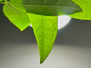 Zielone młode liście rośliny doniczkowej
