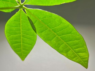 Zielone młode liście rośliny doniczkowej