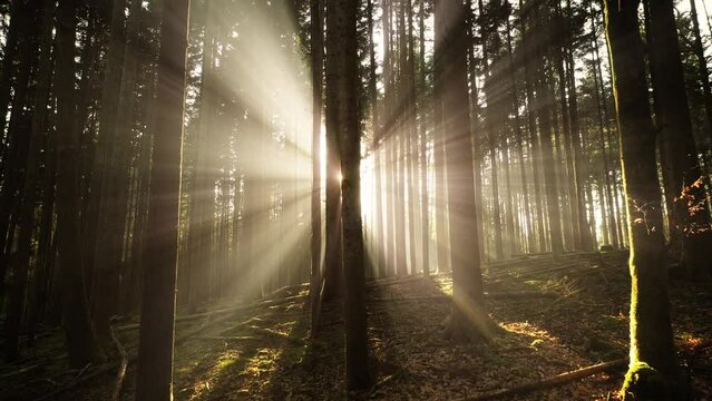 Dreamy sun rays and beams in the forest landscape.