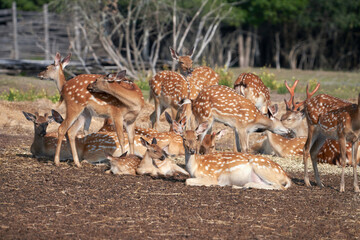 A large herd of spotted deer is resting on the edge of the forest. Selective focus.