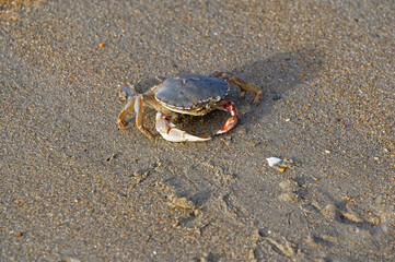 A crab is in a dangerous position exposed on the beach