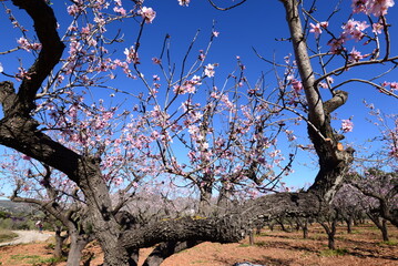 Mandelblüte in Spanien