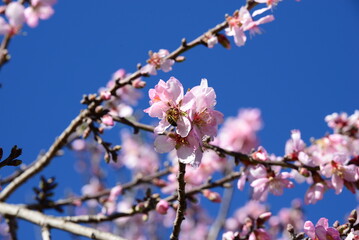 Spanische Mandelblüte im Frühjahr 