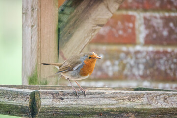 close up of a robin redbreast (Erithacus rubecula) perched on the edge of a wooden bird feeder table