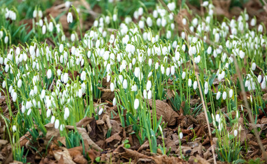 First sign of spring, closeup of wild snowdrops (Galanthus) 