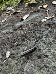 A vertical shot of a Millepede crawling on a muddy ground